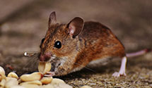 24 Hour & Emergency Exterminators in Springdale, MS